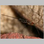 Perithous speculator - Schlupfwespe 02b 9mm.jpg